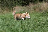 CORGI PEMBROKE 349